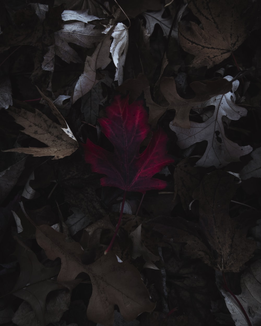 red maple leaf on brown leaves photo