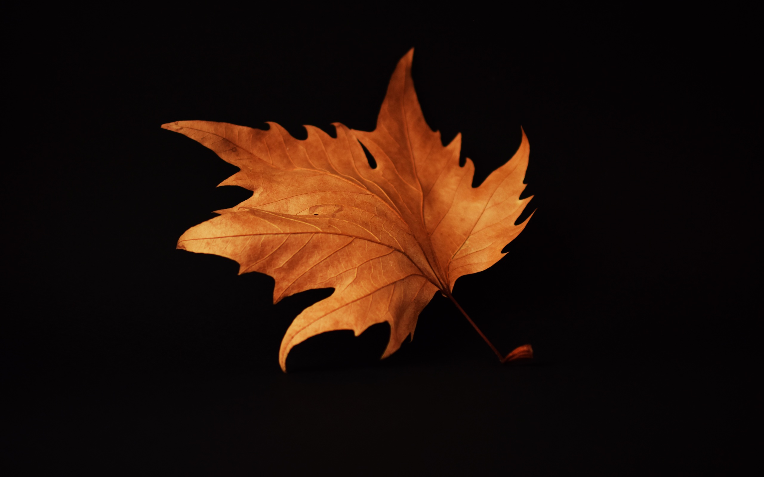 Autumn Leaf Black Background