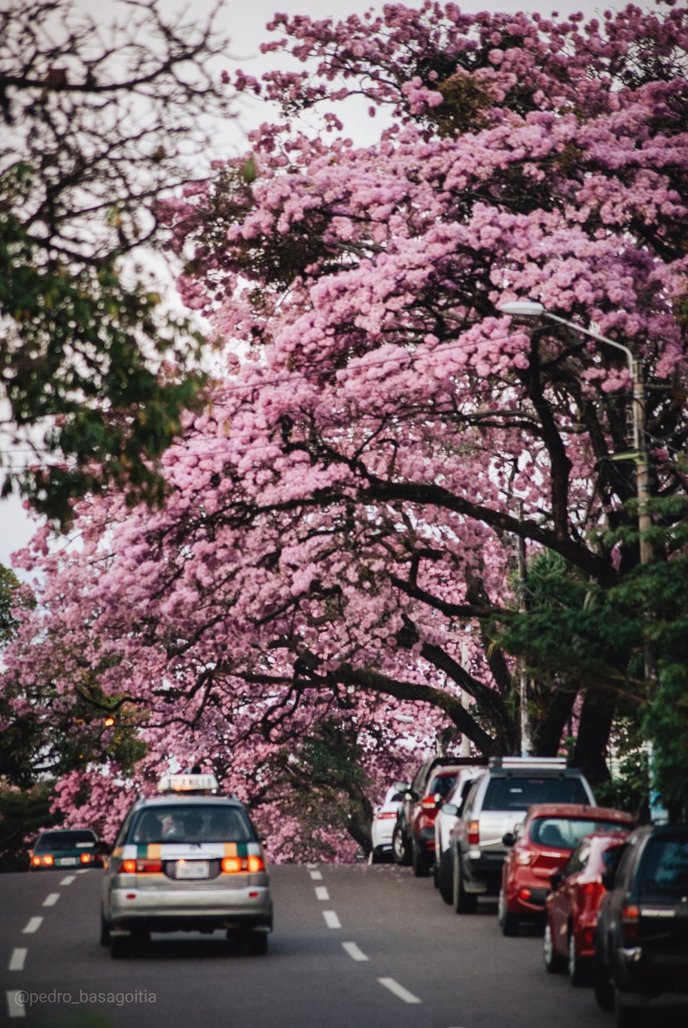 cars parked under pink cherry blossom tree during daytime photo