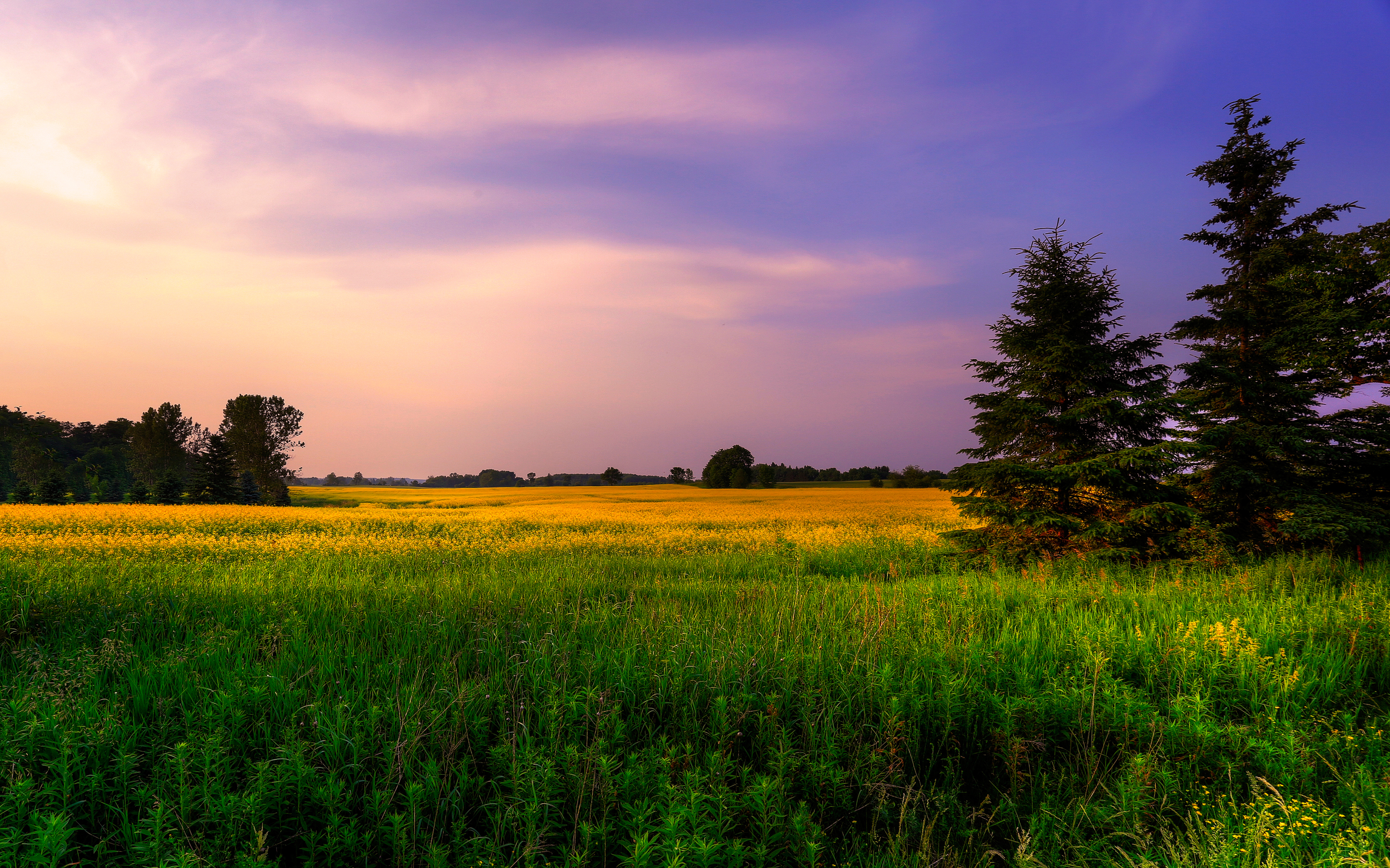 Farm Land Wallpaper 4K, Green Fields, Purple sky, Landscape, Meadow, Nature