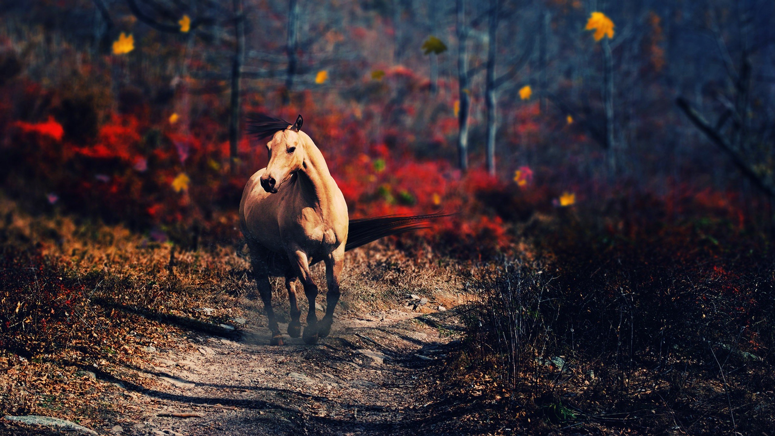 Beautiful Autumn Horses Wallpaper