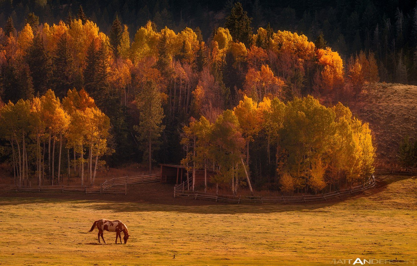 Wallpaper autumn, forest, nature, horse, valley image for desktop, section животные