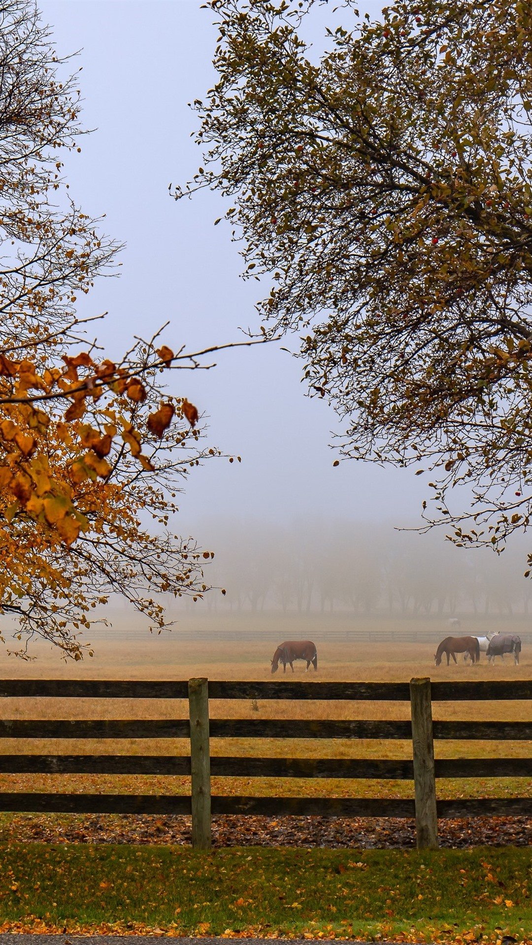 Autumn, Horses, Fence, Trees, Fog, Morning 1080x1920 IPhone 8 7 6 6S Plus Wallpaper, Background, Picture, Image