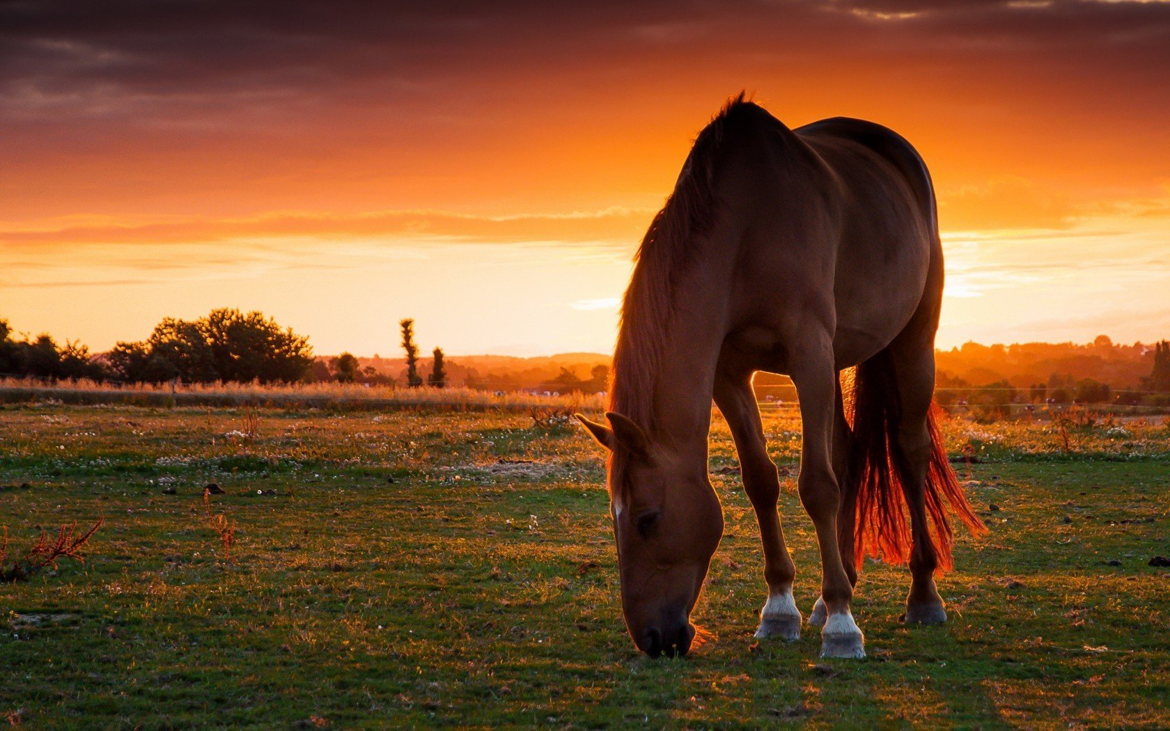 horse sunset Wallpaper HD / Desktop and Mobile Background