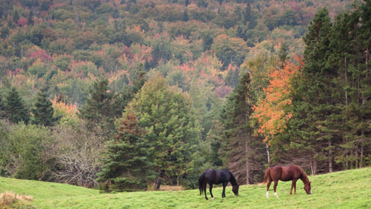 Fall Wellness Countdown for Your Horse's Care