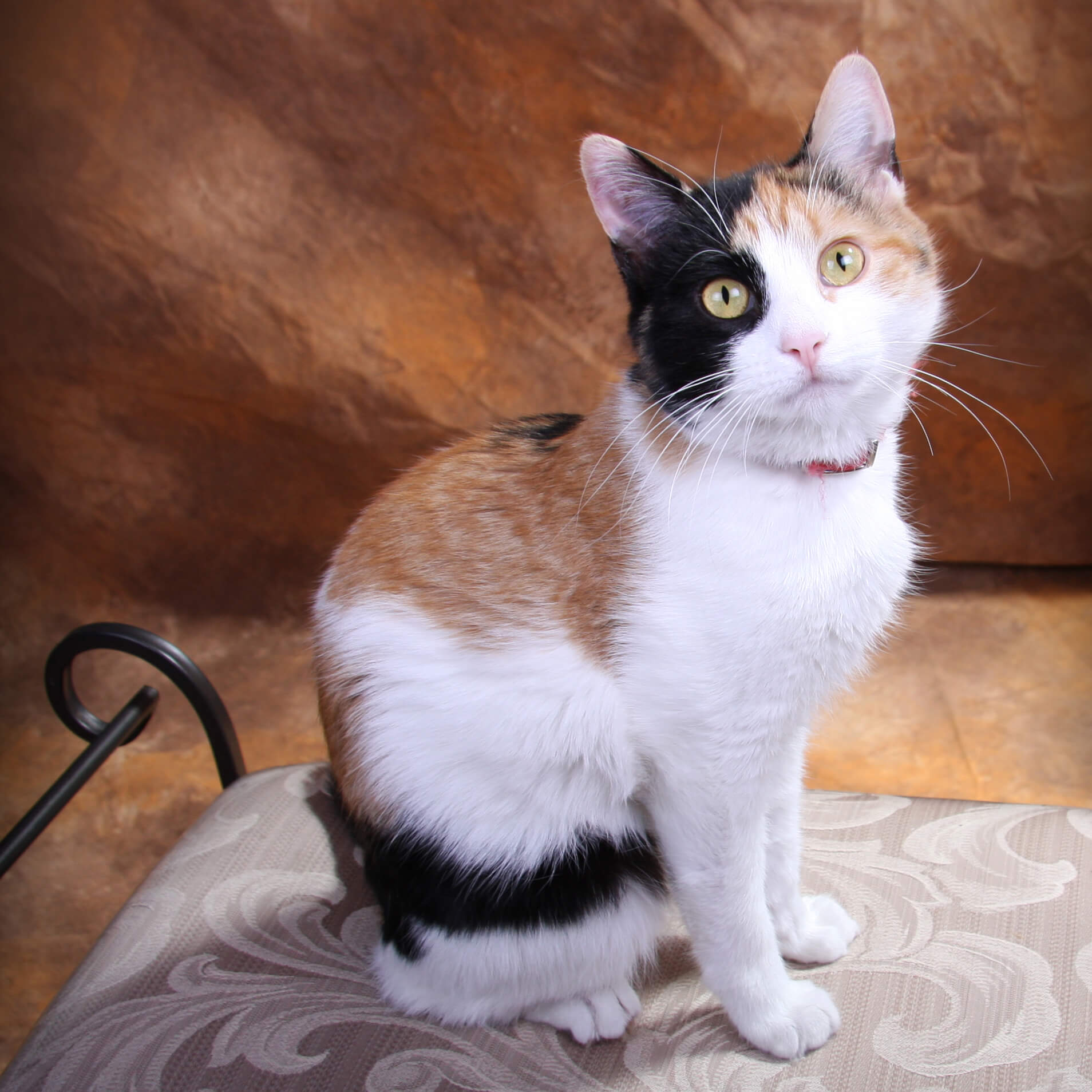Adorable Calico Cat Picture