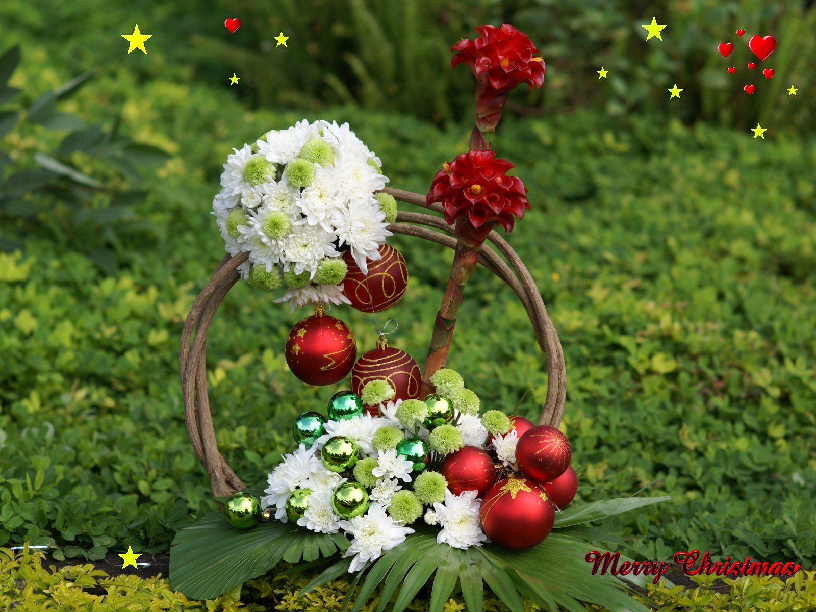 Christmas Flowers Wallpapers - Wallpaper Cave