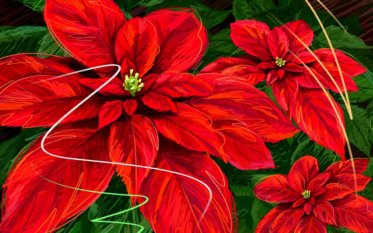 Christmas Flowers Wallpapers - Wallpaper Cave