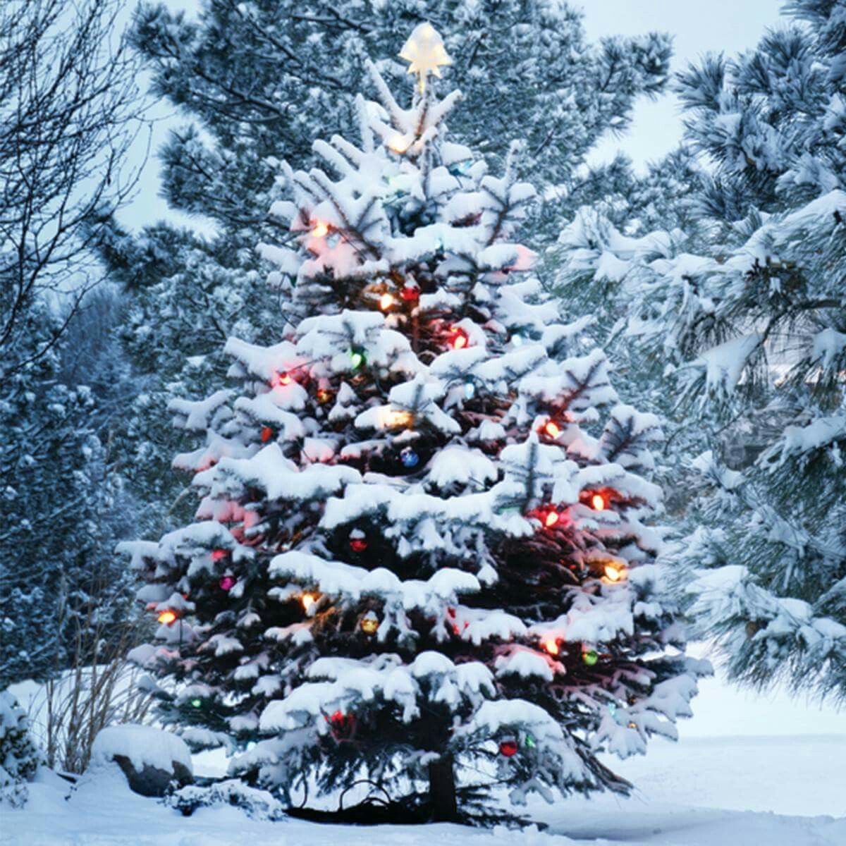 Outdoor Christmas Wallpaper Free Outdoor Christmas Background