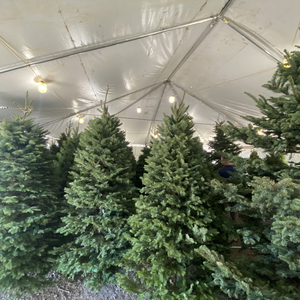 Christmas tree shortage hits southern Arizona
