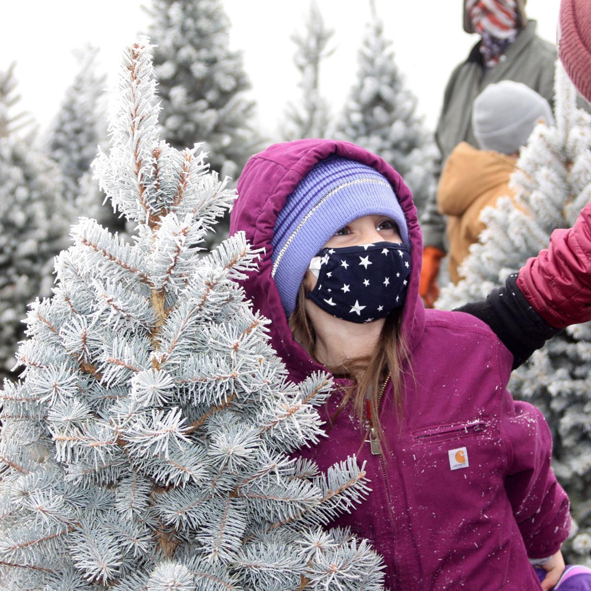 Popularity Of Customer Cut Christmas Trees Brought An Early End To Wapato Farm's Sale Season