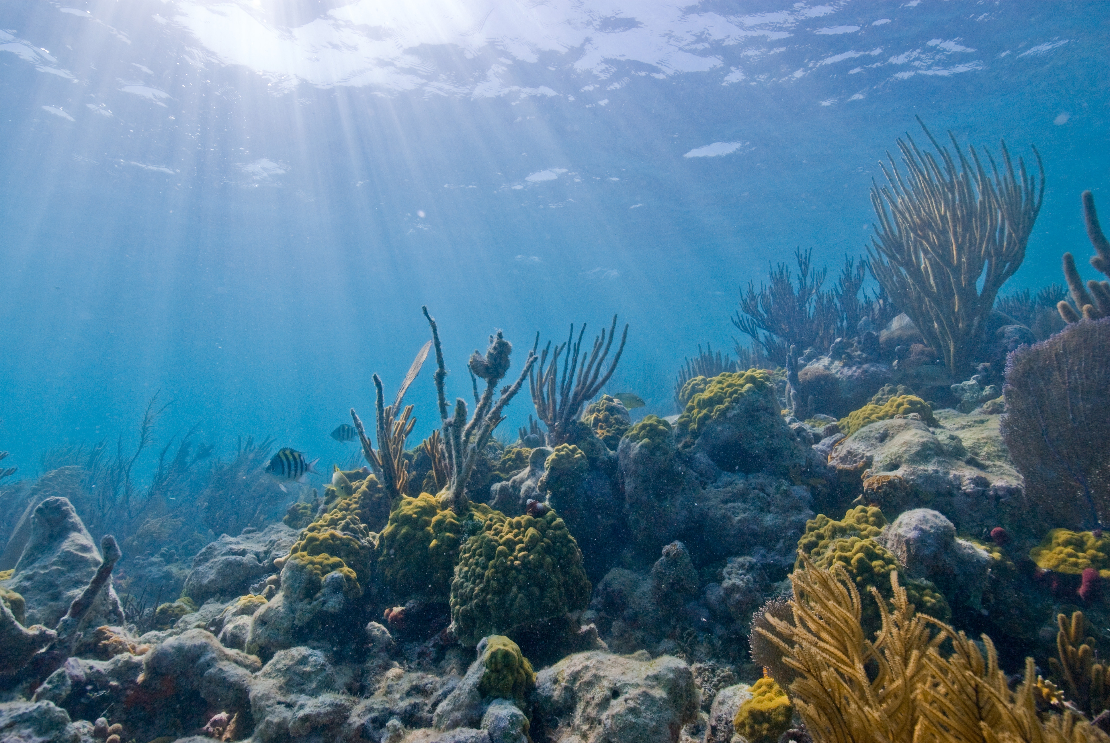 Free photo: Sea Floor's eye view, Boat, Colors