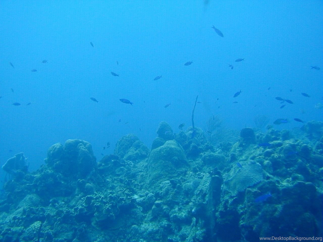 Ocean Floor Wallpaper Desktop Background