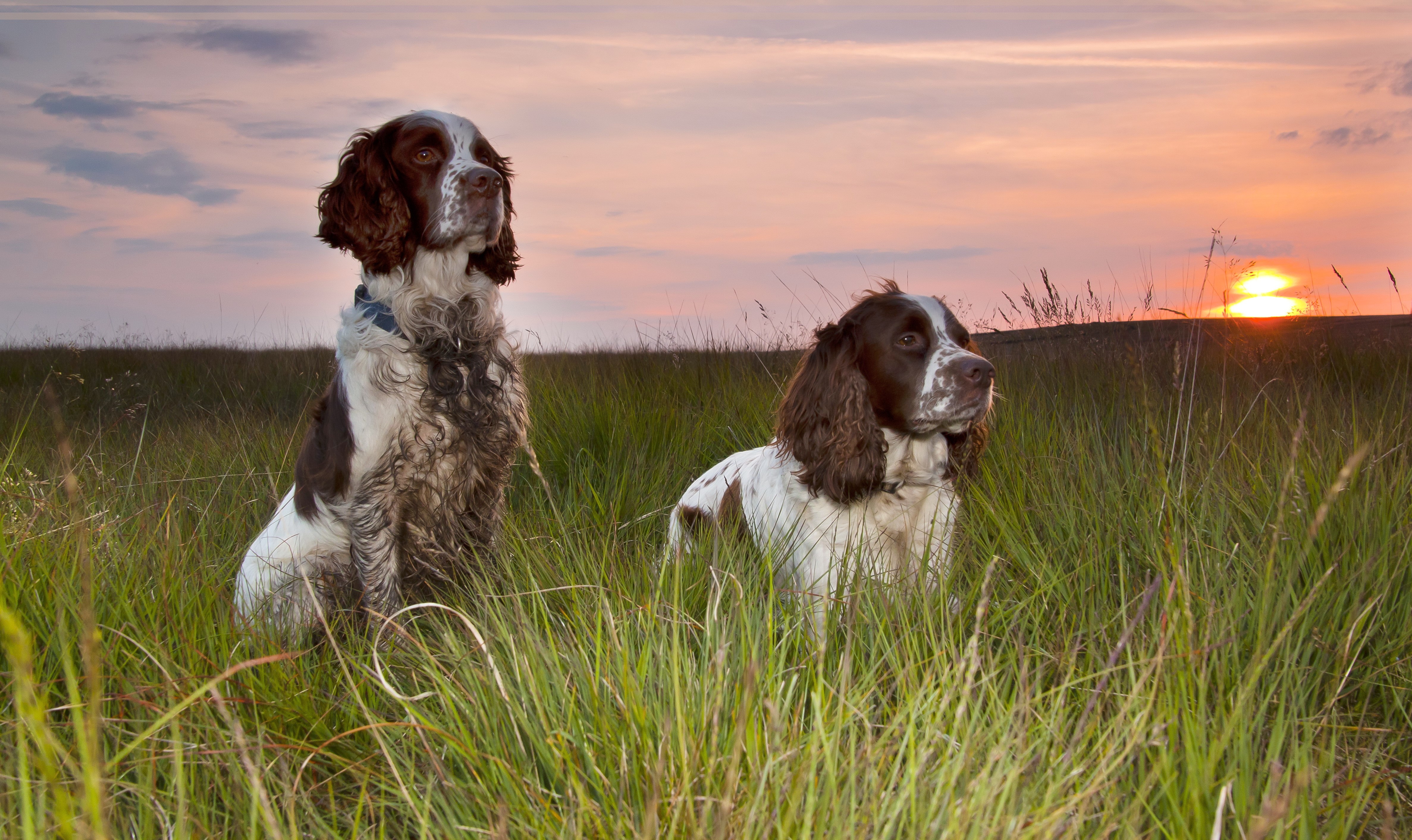 Wallpaper, animals, spaniels, brittany, prairie, vertebrate, dog like mammal, setter, hunting dog, english springer spaniel, french spaniel, welsh springer spaniel, small m nsterl nder 4748x2826