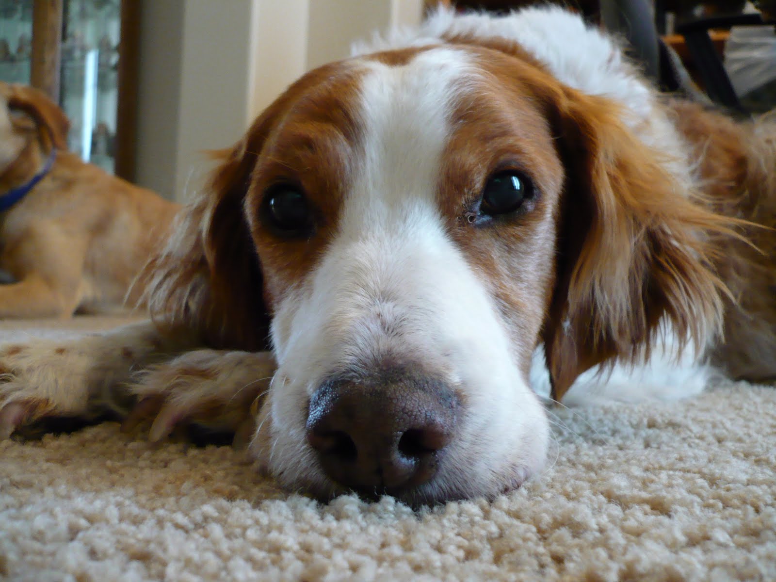 brittany spaniel lab mix