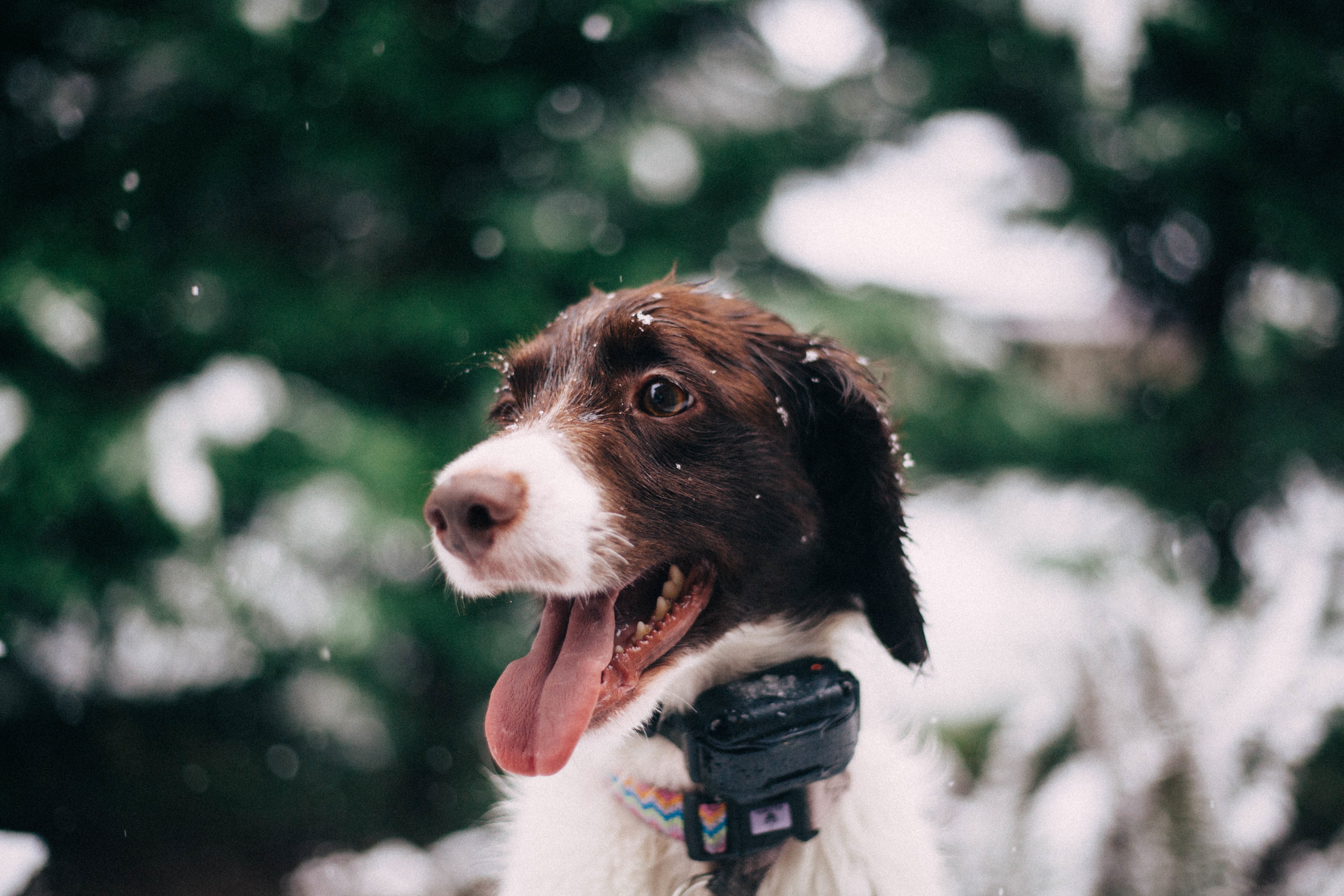 Wallpaper, snow, glare, puppy, brittany, collar, vertebrate, dog like mammal, muzzle, english springer spaniel 5616x3744