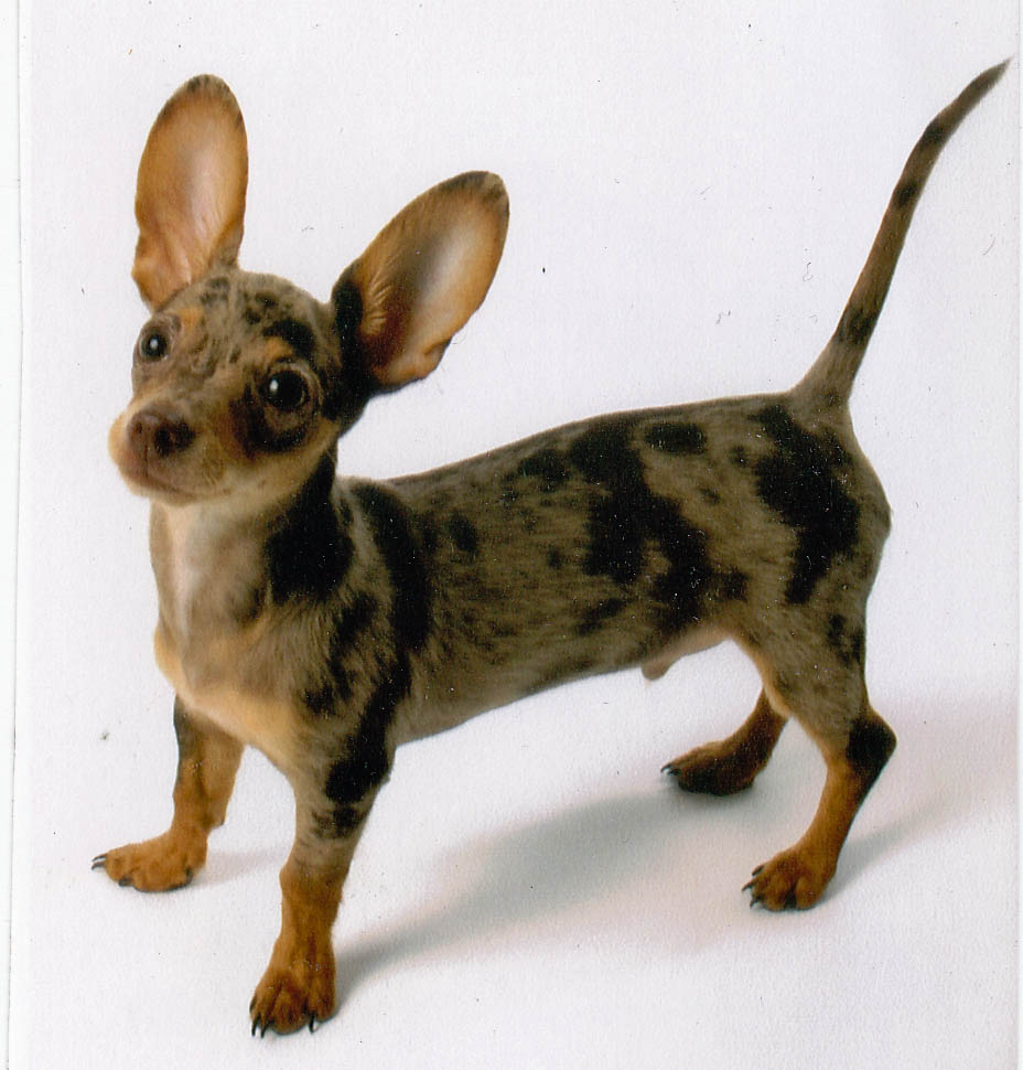 Dog Wallpaper: Chihuahua Dachshund Chiweenie Puppies HD wallpaper