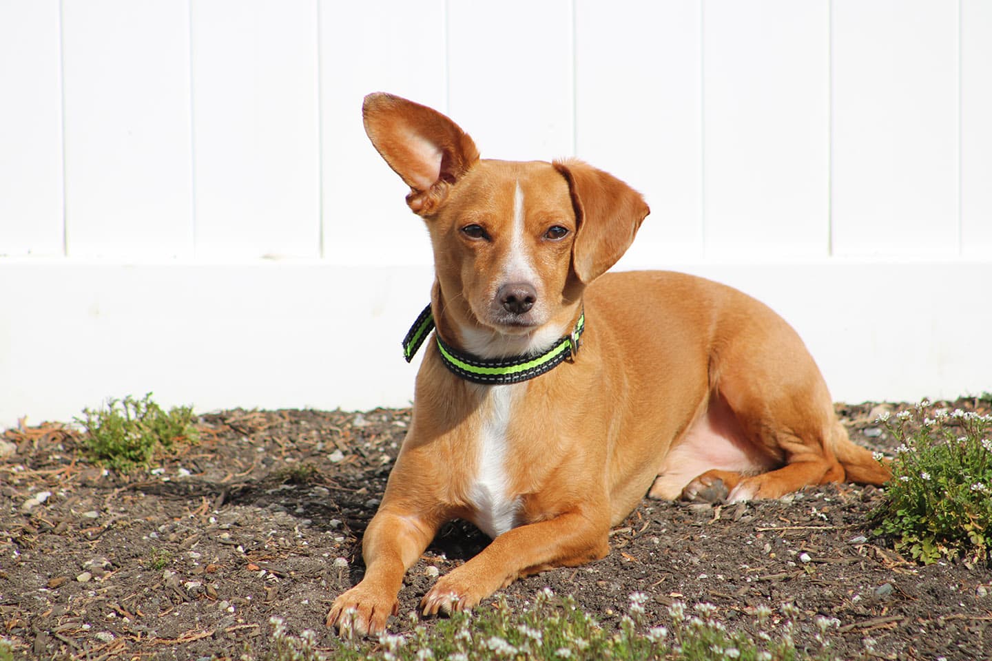Chiweenie (Chihuahua & Dachshund Mix): Guide, Info, Picture, Care & More!