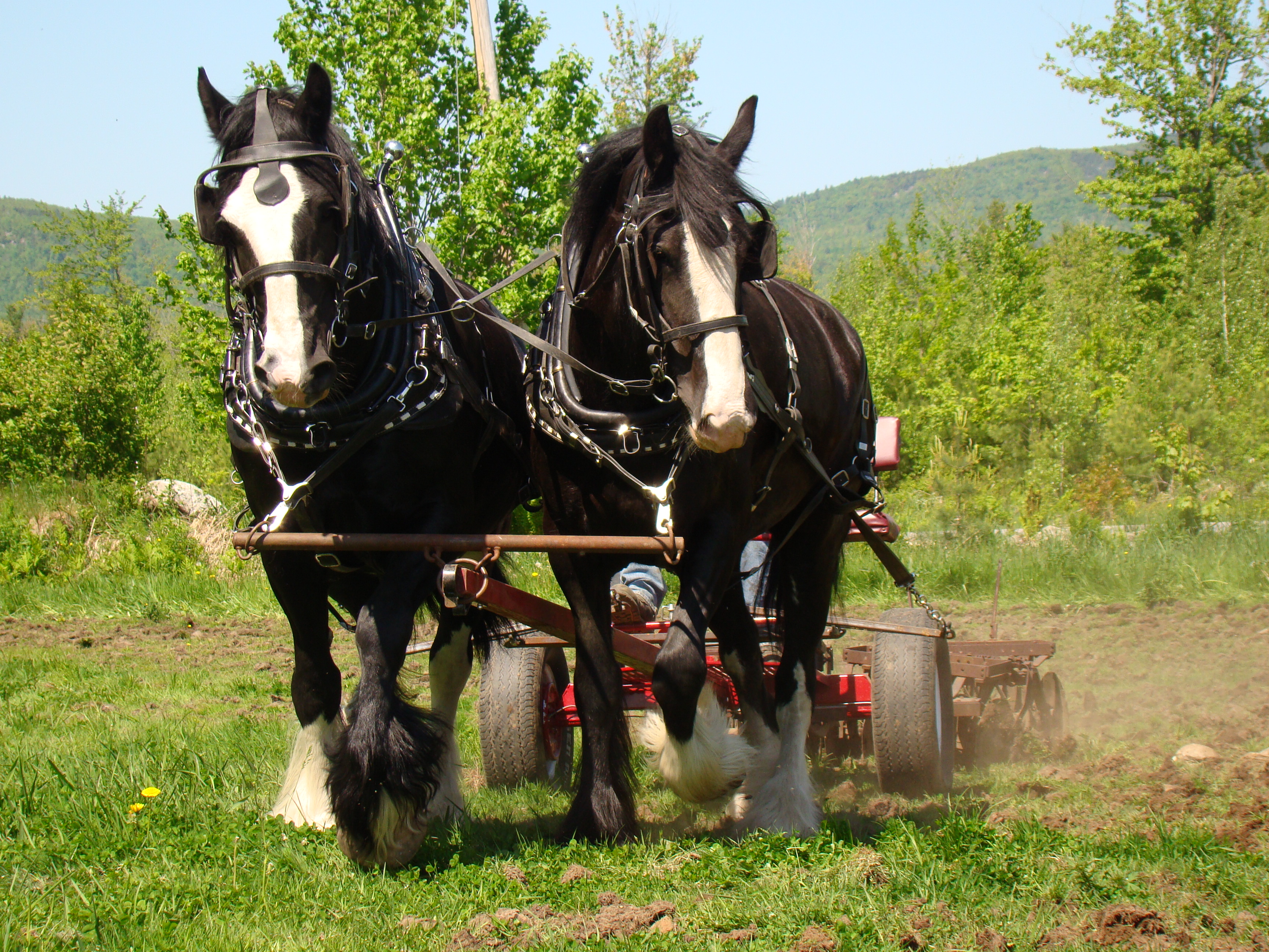 Choosing a draft horse means matching the horse to the job