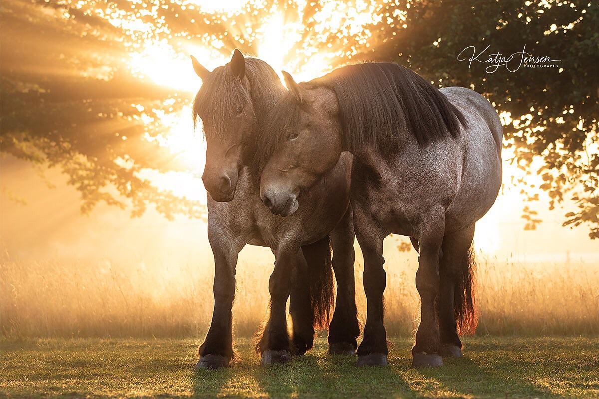 Draft Horses Wallpapers - Wallpaper Cave