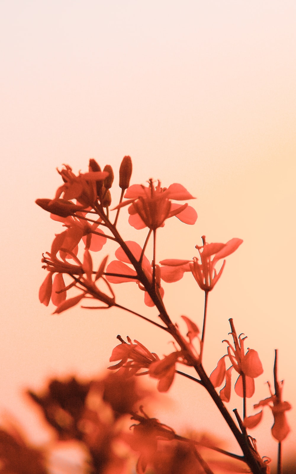 red flowers with white background photo