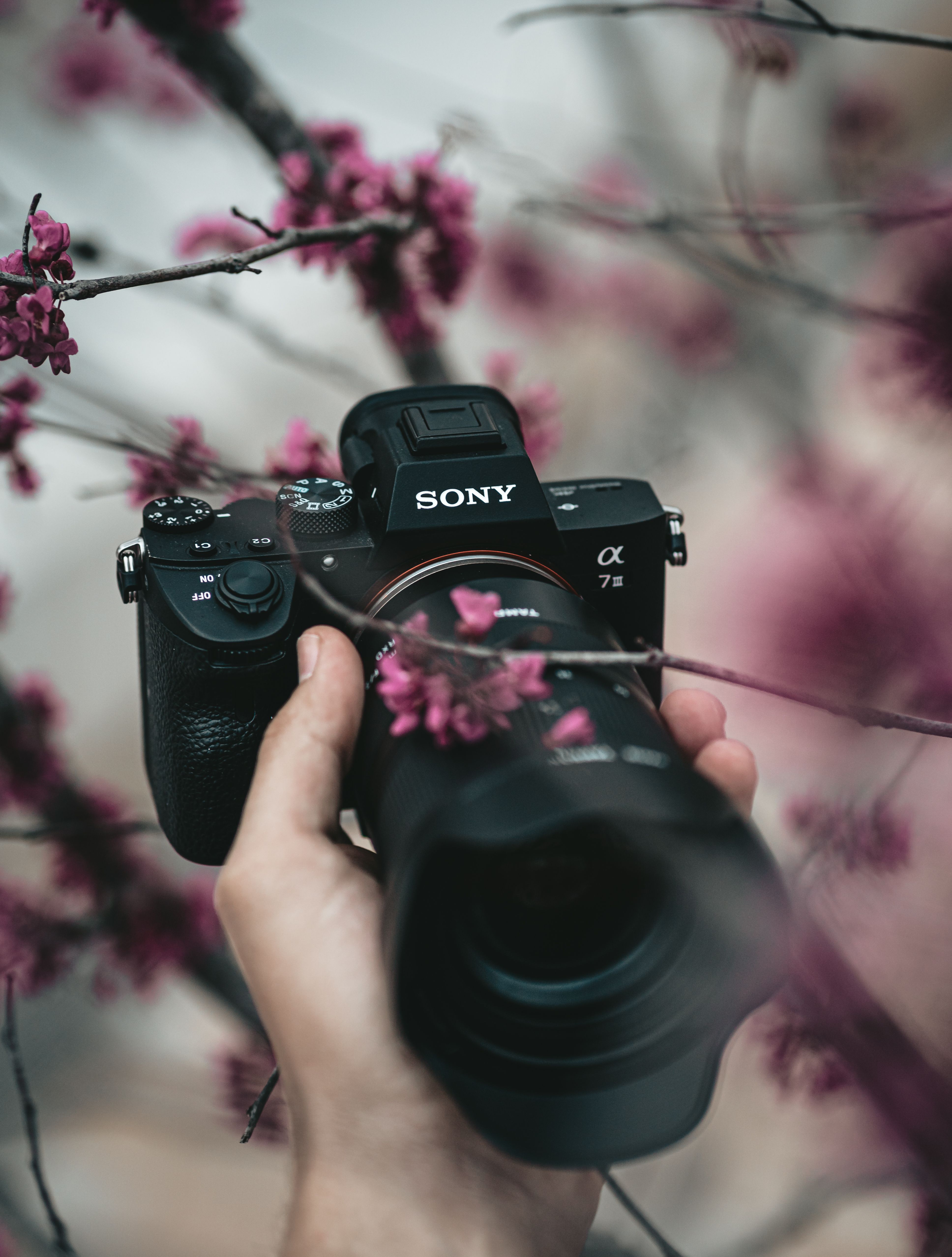 210+ Sony Camera Stock Photos, Pictures & Royalty-Free Images - iStock |  Photographer, Digital camera, Video camera