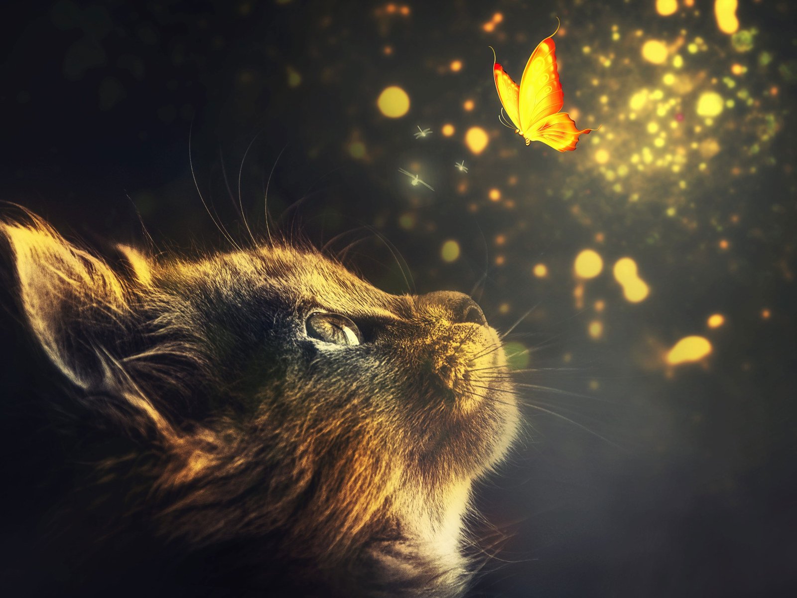 Wallpaper Manipulation, Cat, Animal, Butterflies, Glow • Wallpaper For You HD Wallpaper For Desktop & Mobile