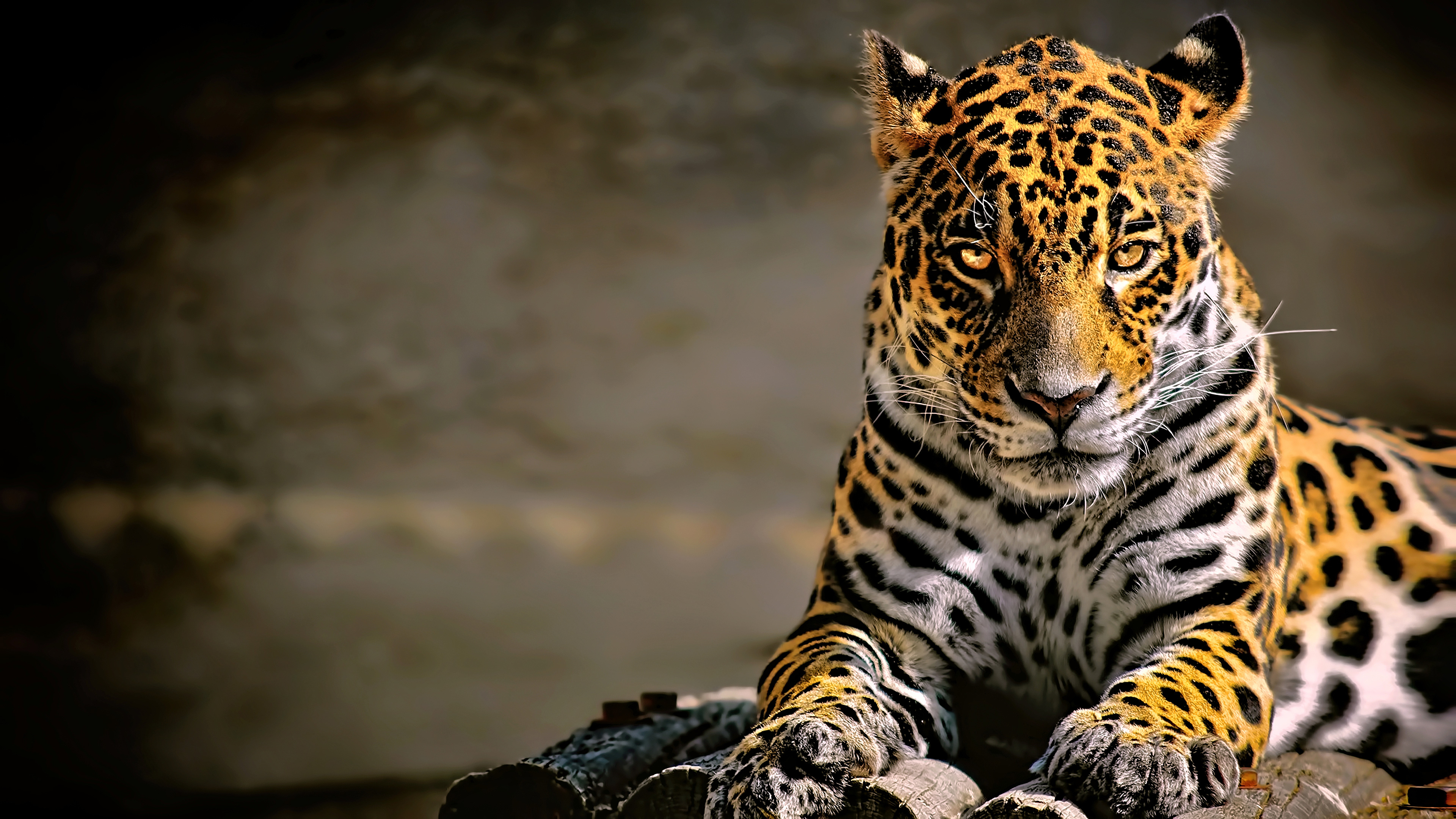 Leopard 4k Glowing Eyes, HD Animals, 4k Wallpaper, Image, Background, Photo and Picture