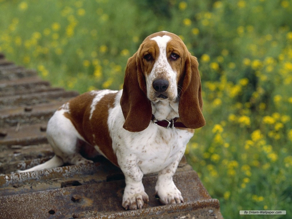 Bassett Hound Dogs Wallpaper