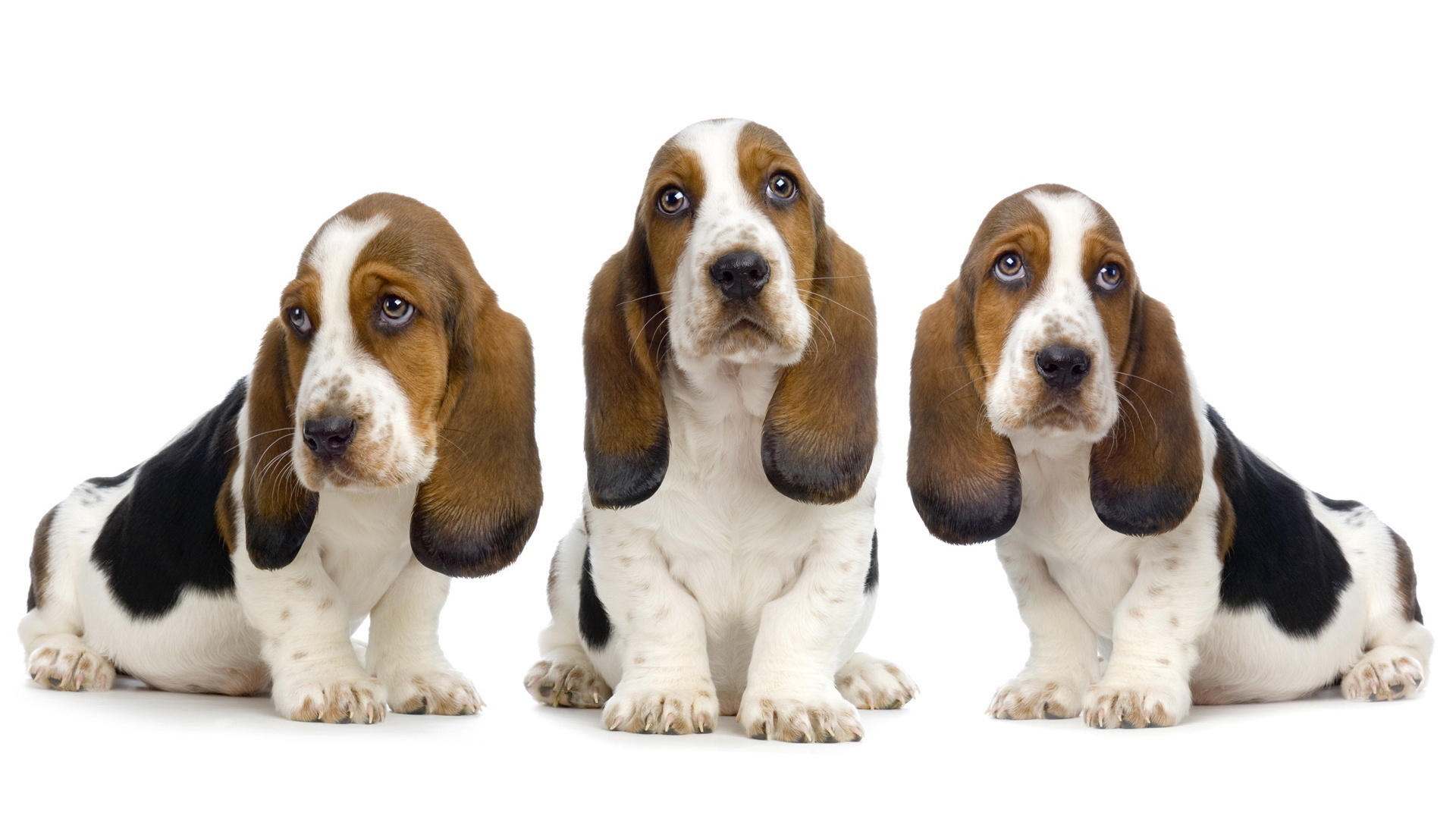 Basset Hound HD Wallpaper
