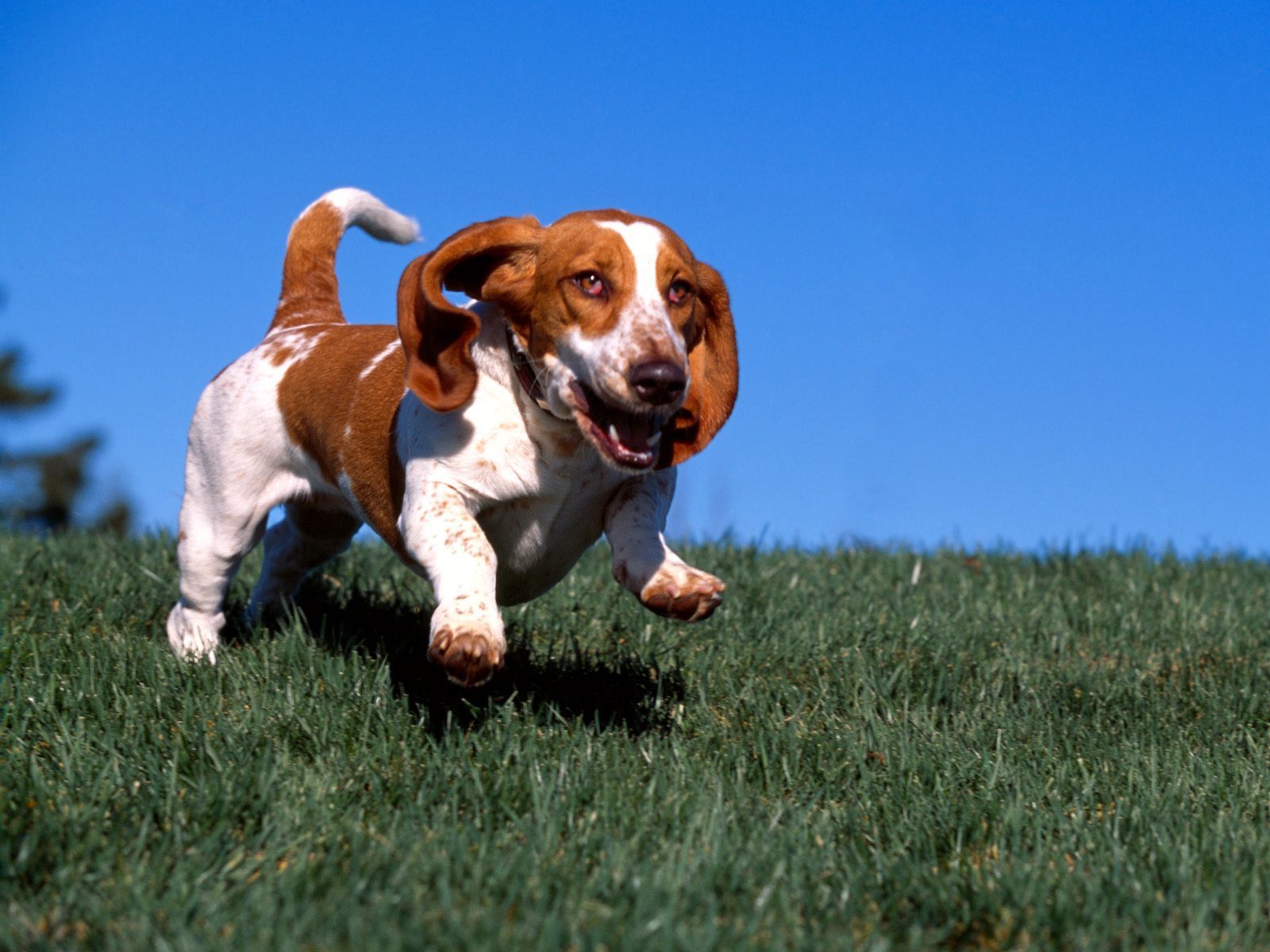 Bassett Hound Dogs Wallpaper