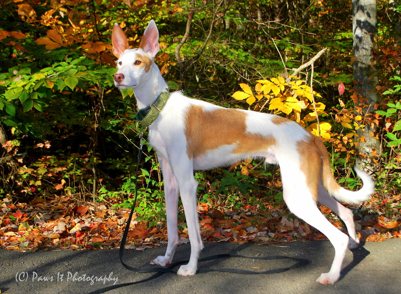 Ibizan Hound Dog Photo And Wallpaper