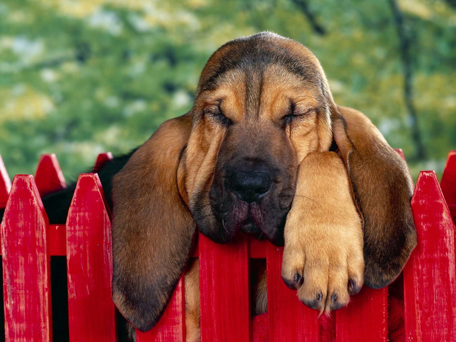 Bloodhounds Wallpaper Cute and Docile