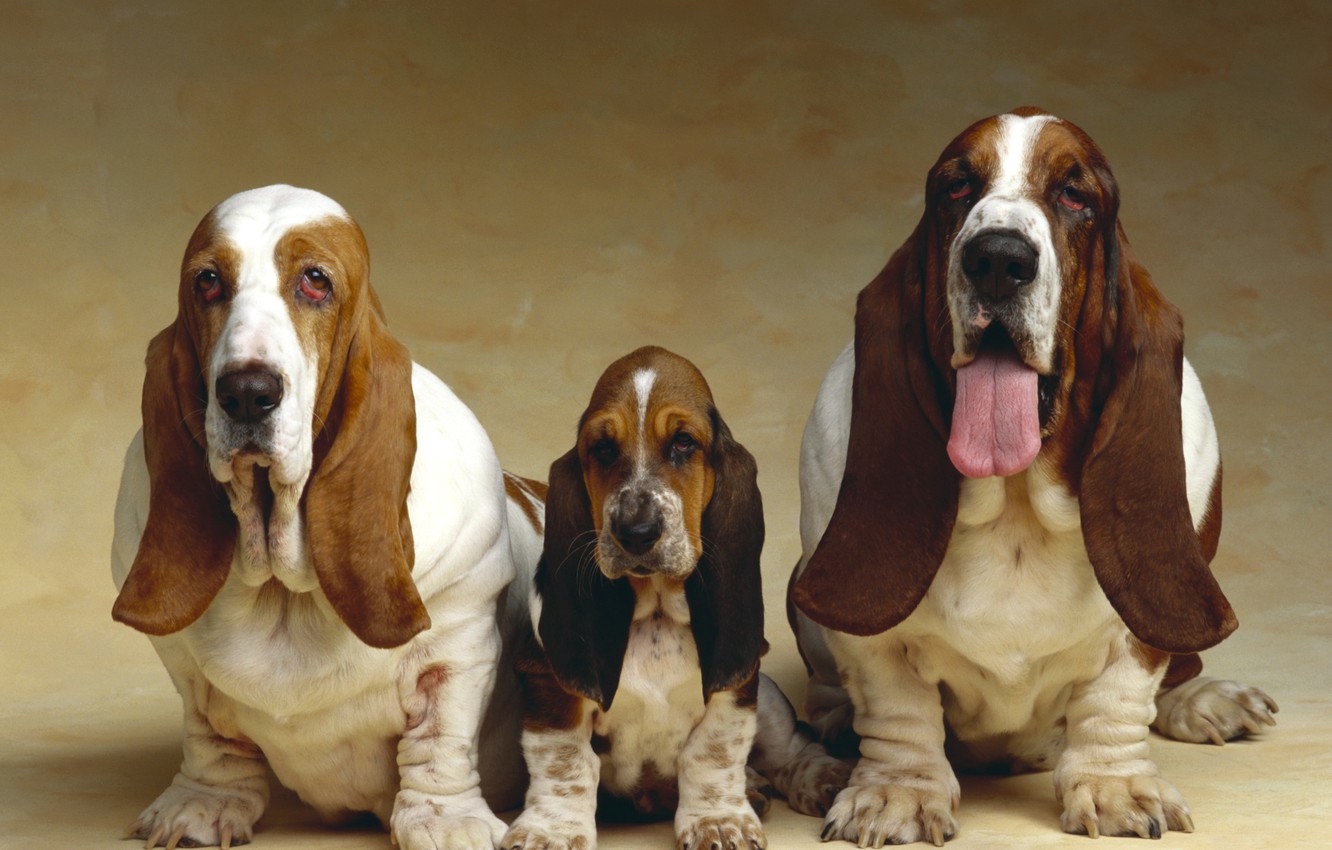 Wallpaper photo, Puppy, Dogs, Animals, Three, Basset hound image for desktop, section собаки