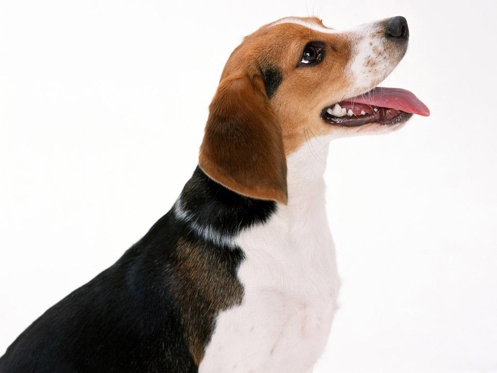 Cute Artois Hound dog photo and wallpaper. Beautiful Cute Artois Hound dog picture