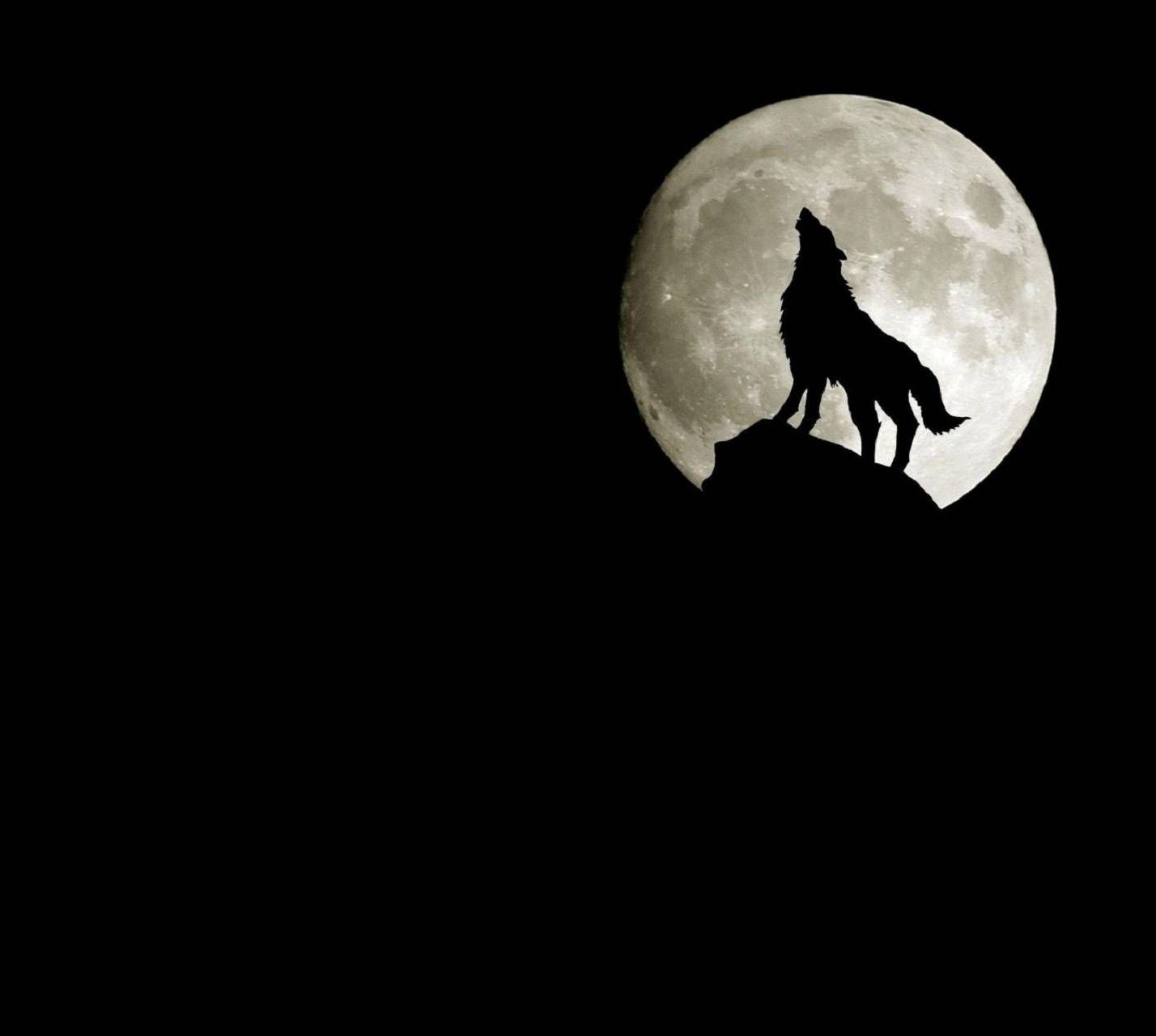 Midnight Wolf Wallpaper