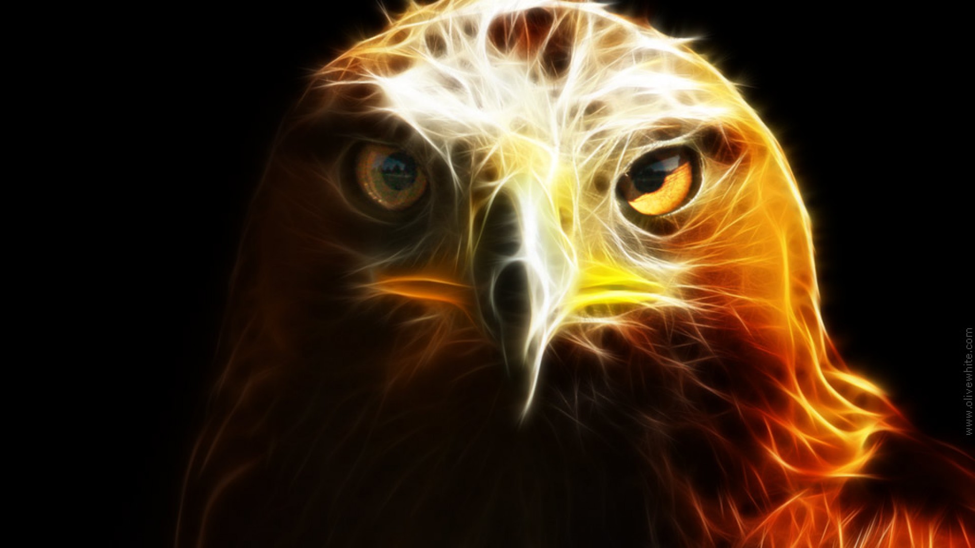 golden eagle wallpaper desktop