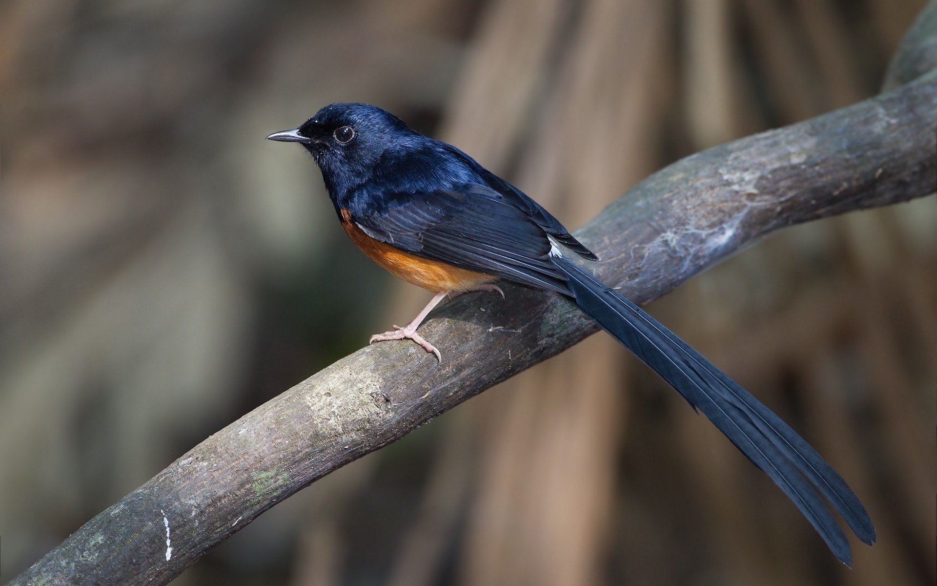 White Rumped Shama HD Wallpaper