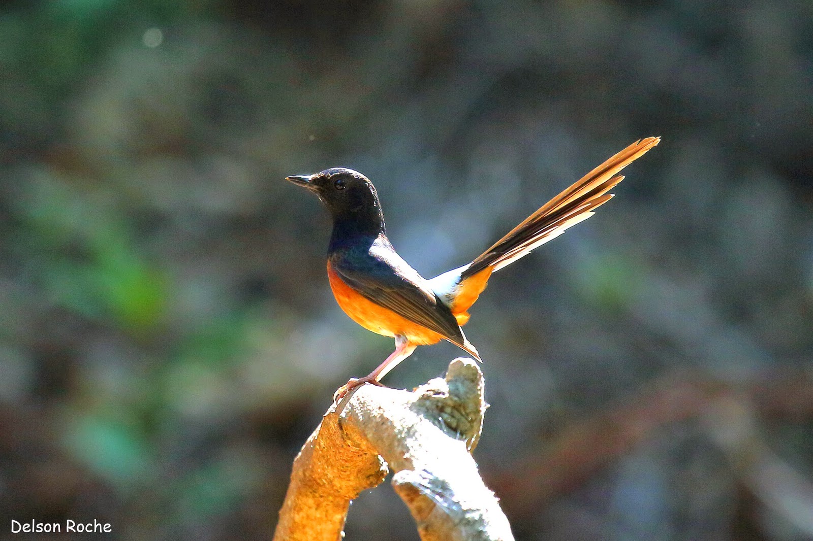 White Rumped Shama Wallpaper, Animal, HQ White Rumped Shama PictureK Wallpaper 2019
