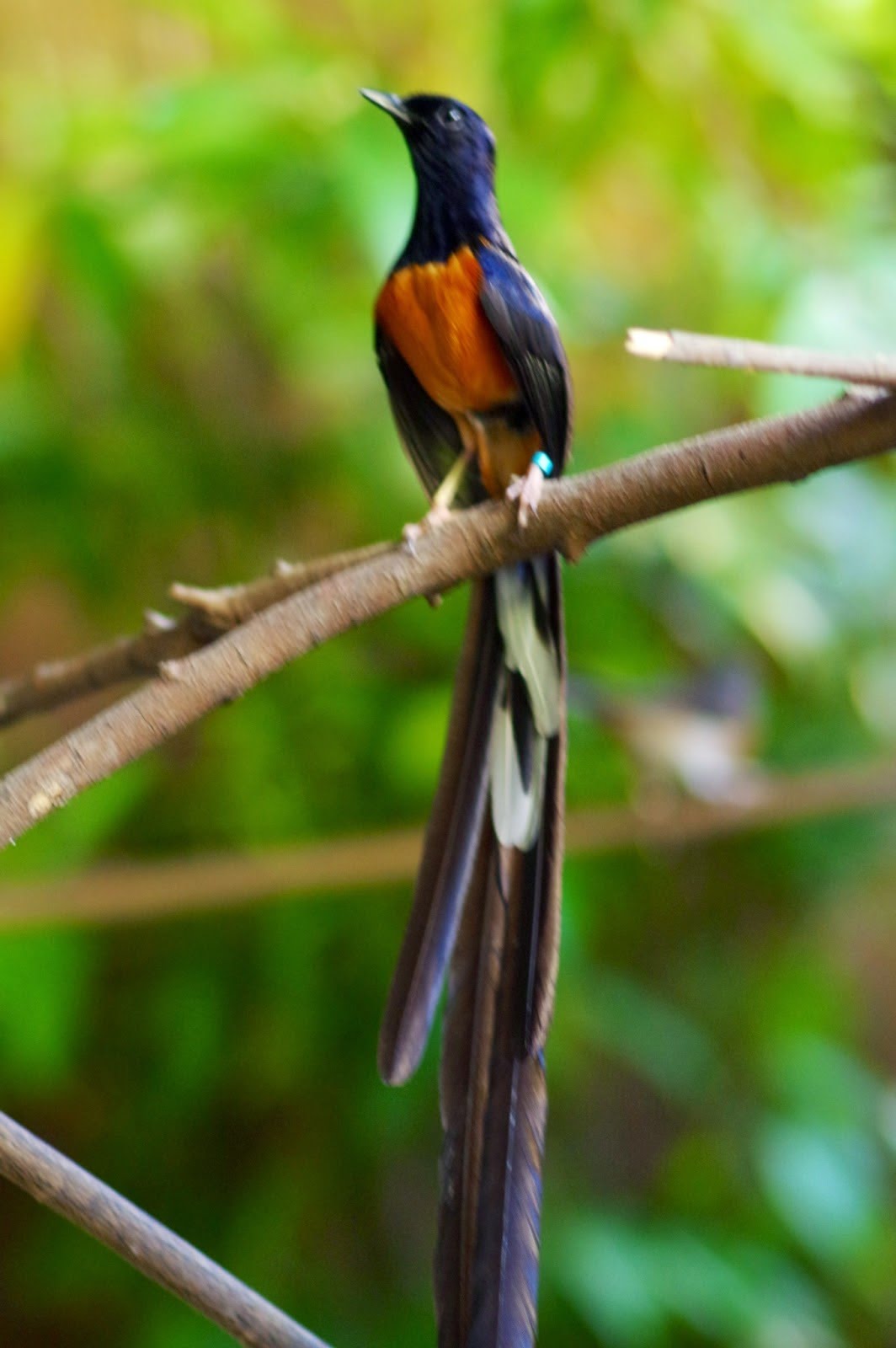 White Rumped Shama Wallpaper, Animal, HQ White Rumped Shama PictureK Wallpaper 2019