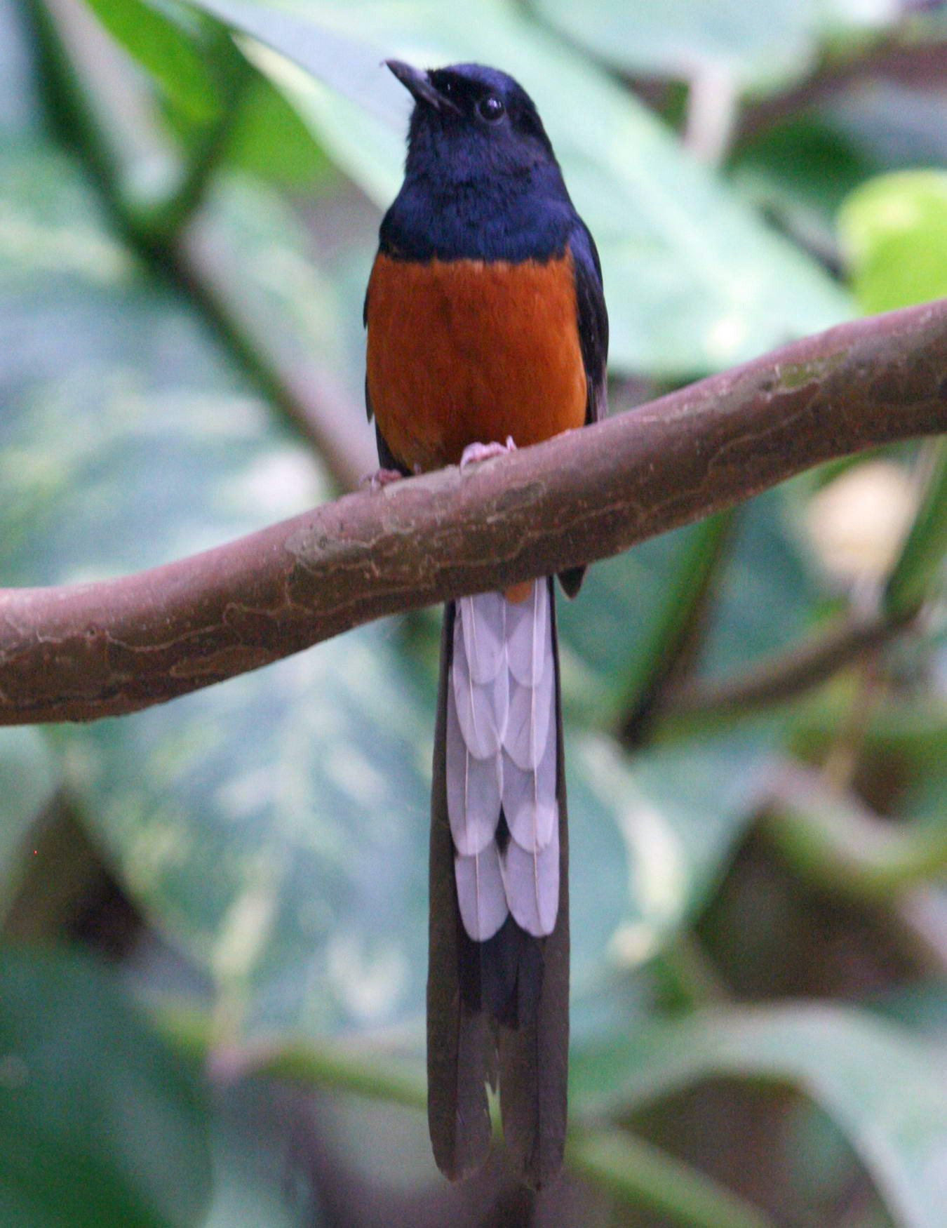 White Rumped Shama Wallpaper, Animal, HQ White Rumped Shama PictureK Wallpaper 2019