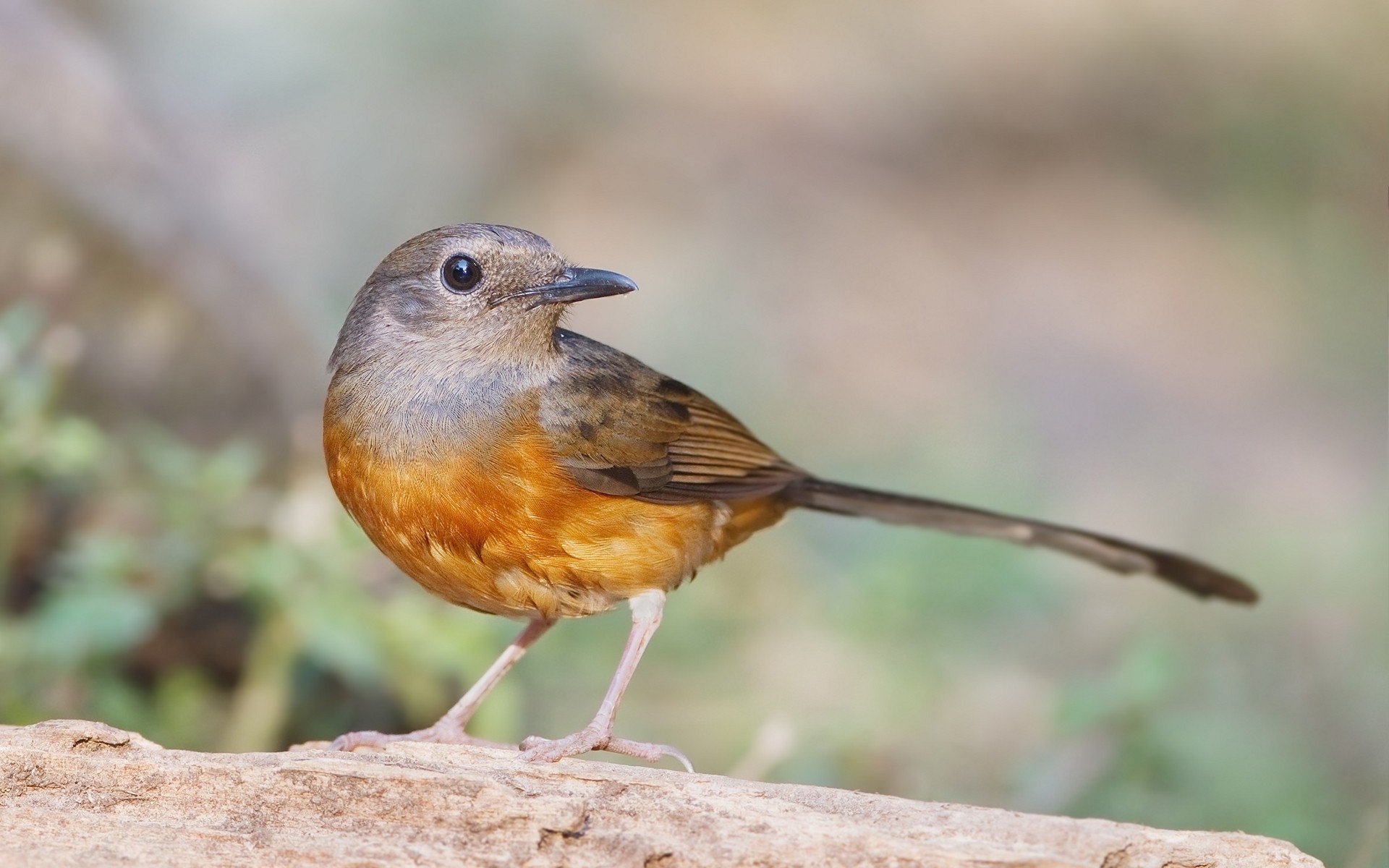 White Rumped Shama HD Wallpaper