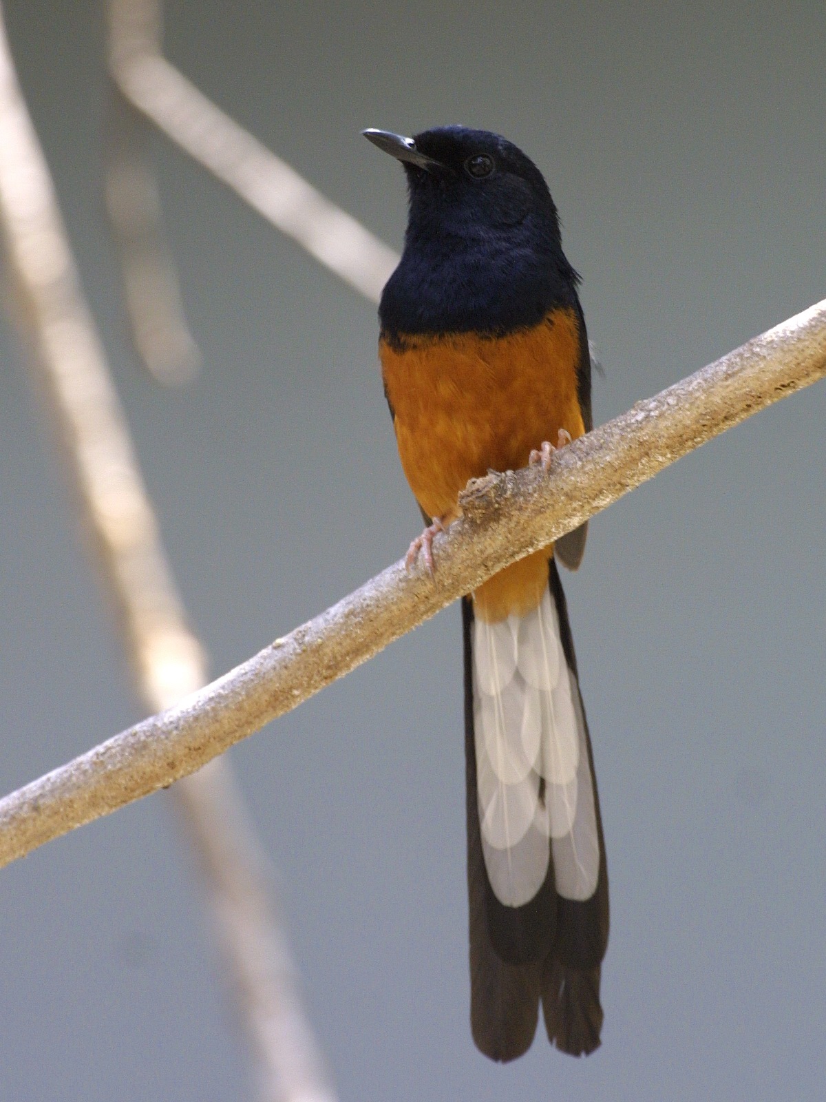 White Rumped Shama Wallpaper, Animal, HQ White Rumped Shama PictureK Wallpaper 2019