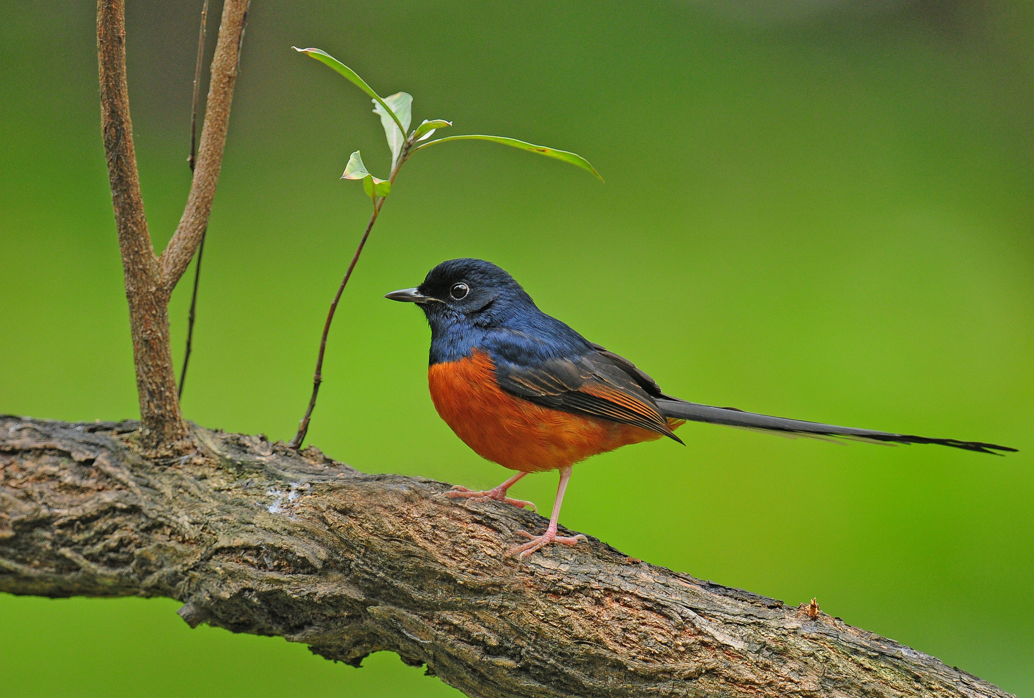 白腰鵲鴝 White Rumped Shama HD Wallpaper