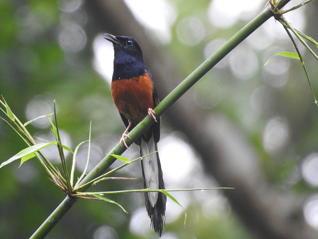 White Rumped Shama DSCN9500
