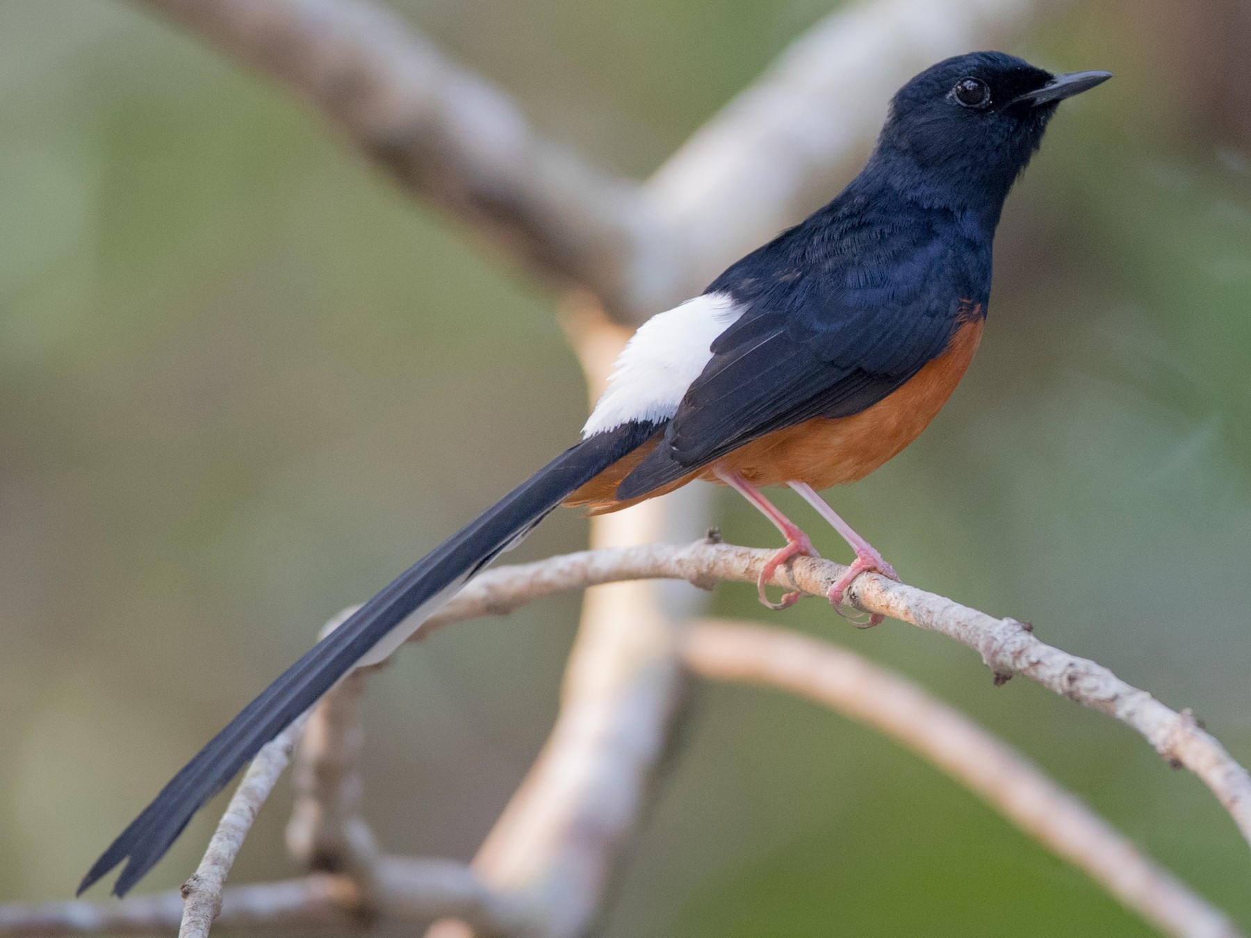 White Rumped Shama