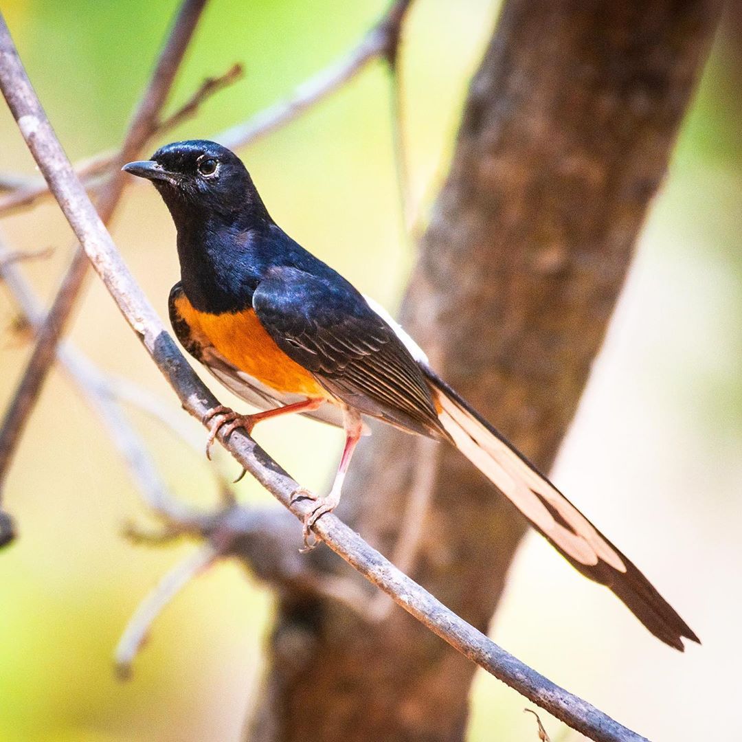 He White Rumped Shama Or Copsychus Malabaricus Is A Small Passerine Bird Found All Over South East Asia. They. Pájaros Hermosos, Pajaros Exoticos, Aves Exóticas