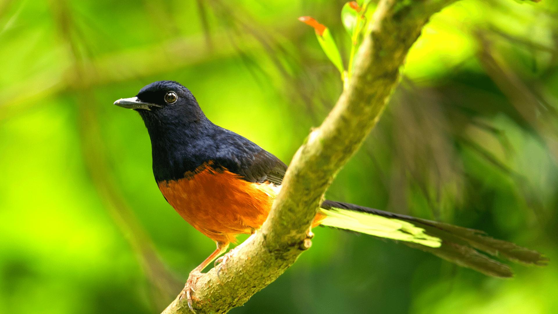 White Rumped Shama Sounds For Android