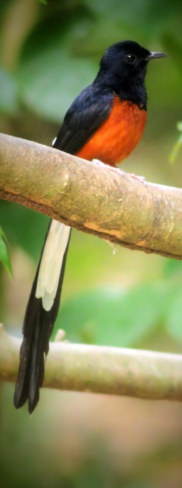 About Wild Animals: A White Rumped Shama. Animals, Pet Birds, Animals Wild