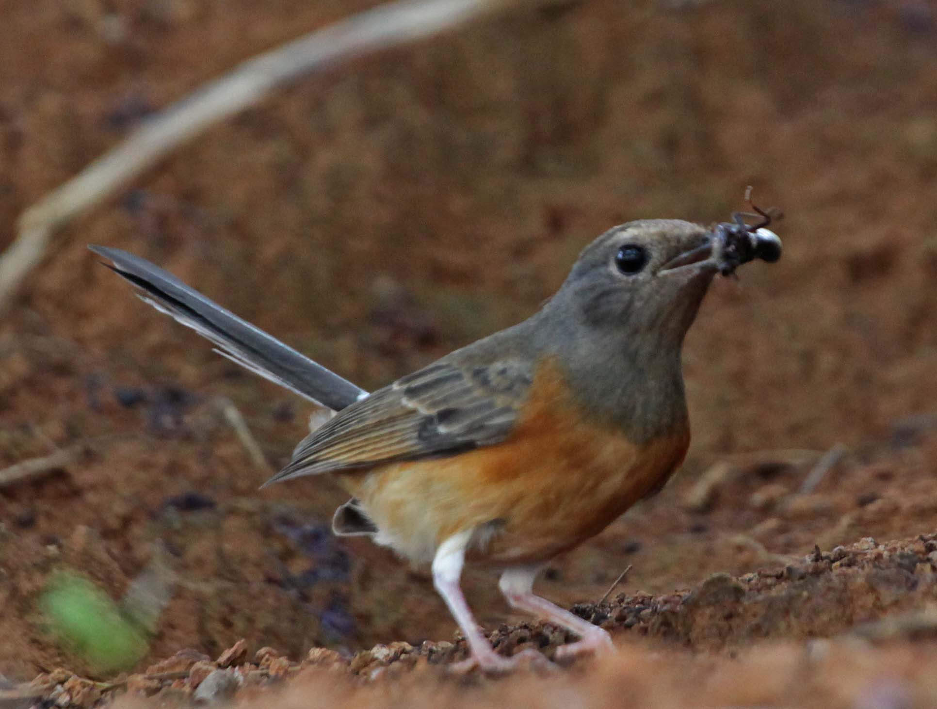 White Rumped Shama Wallpaper, Animal, HQ White Rumped Shama PictureK Wallpaper 2019